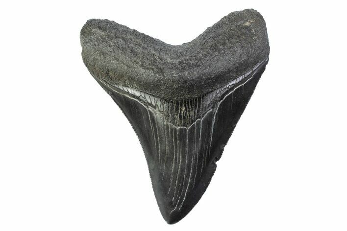 Serrated, Fossil Megalodon Tooth - South Carolina #374103